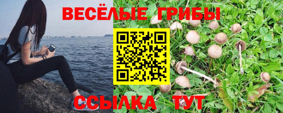 Псилоцибиновые грибы Psilocybe Кингисепп